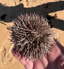 Heliocidaris erythrogramma