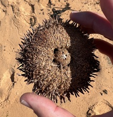 Heliocidaris erythrogramma