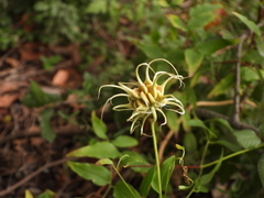 Clematis pitcheri