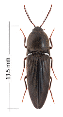 Ampedus rubricollis