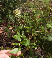 Clematis pitcheri