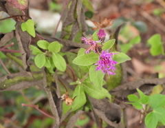 Vernonia baldwinii