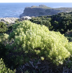 Leucadendron coniferum