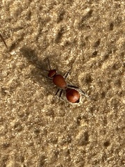 Dasymutilla ursus