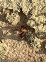 Dasymutilla ursus