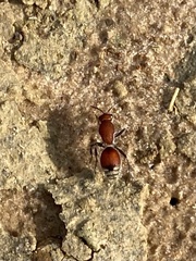 Dasymutilla ursus