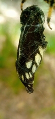 Catasticta nimbice nimbice