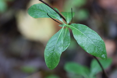 Lonicera periclymenum
