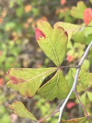 Rhus trilobata
