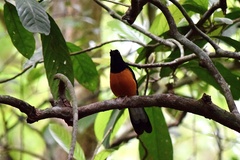 Copsychus stricklandii stricklandii