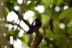 Copsychus stricklandii stricklandii