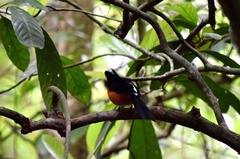 Copsychus stricklandii stricklandii