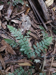 Blechnum filiforme