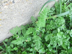 Chaerophyllum tainturieri