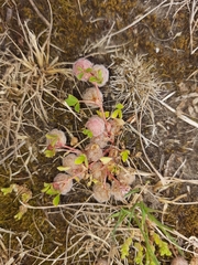 Trifolium tomentosum