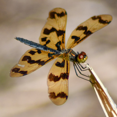 Rhyothemis graphiptera
