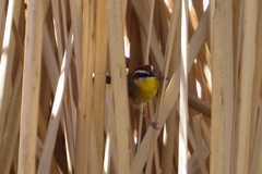 Basileuterus rufifrons
