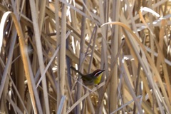 Basileuterus rufifrons