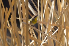 Basileuterus rufifrons
