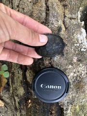 Kinosternon integrum