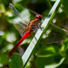 Rhodothemis lieftincki