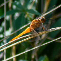 Rhodothemis lieftincki