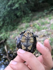 Kinosternon integrum