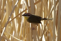 Basileuterus rufifrons