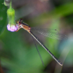 Xanthagrion erythroneurum