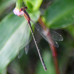 Xanthagrion erythroneurum