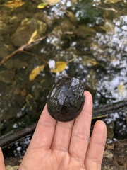 Kinosternon integrum