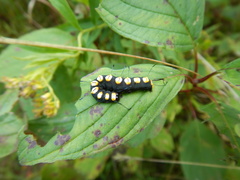 Acronicta funeralis