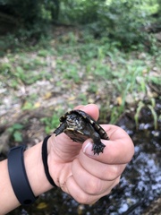 Kinosternon integrum