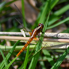 Rhodothemis lieftincki