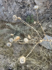 Cirsium neomexicanum