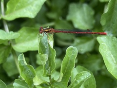 Xanthocnemis zealandica