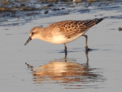 Correlimos cuellirrojo (Calidris ruficollis)