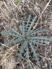 Cirsium neomexicanum