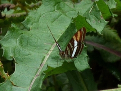 Adelpha syma