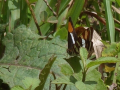 Adelpha syma