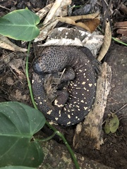 Heloderma horridum