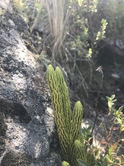 Phlegmariurus saururus