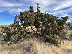Juniperus californica