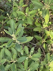 Conocarpus erectus