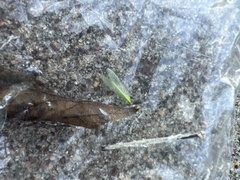 Chrysoperla rufilabris