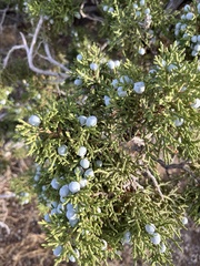 Juniperus californica
