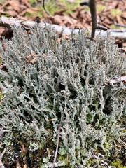 Cladonia squamosa