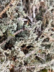 Cladonia squamosa