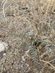 Astragalus lentiginosus