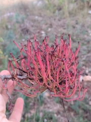 Aceria pistaciae